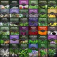 36 Packets of Medicinal Herb Seeds