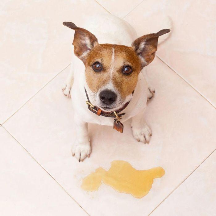 Dog with pee on floor