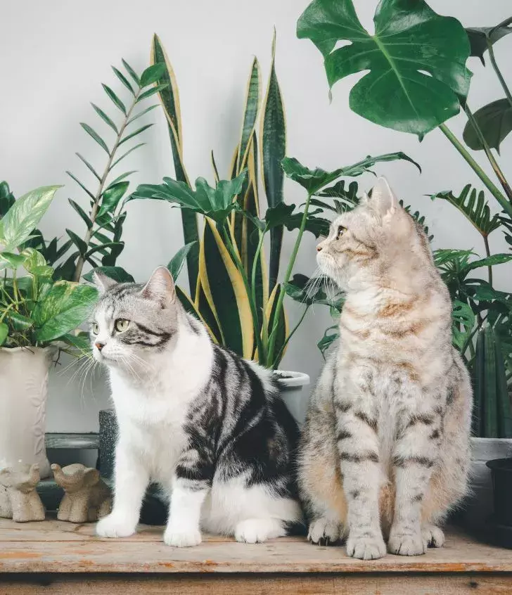 cats and toxic plants