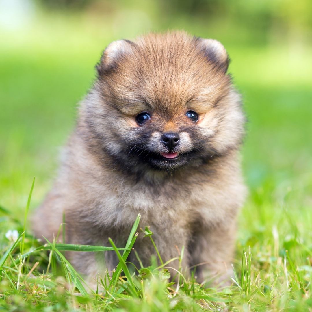 Brindle Pomeranian puppy