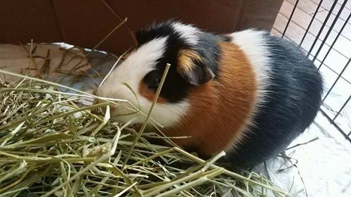 guinea pig loves timothy hay from small pet select