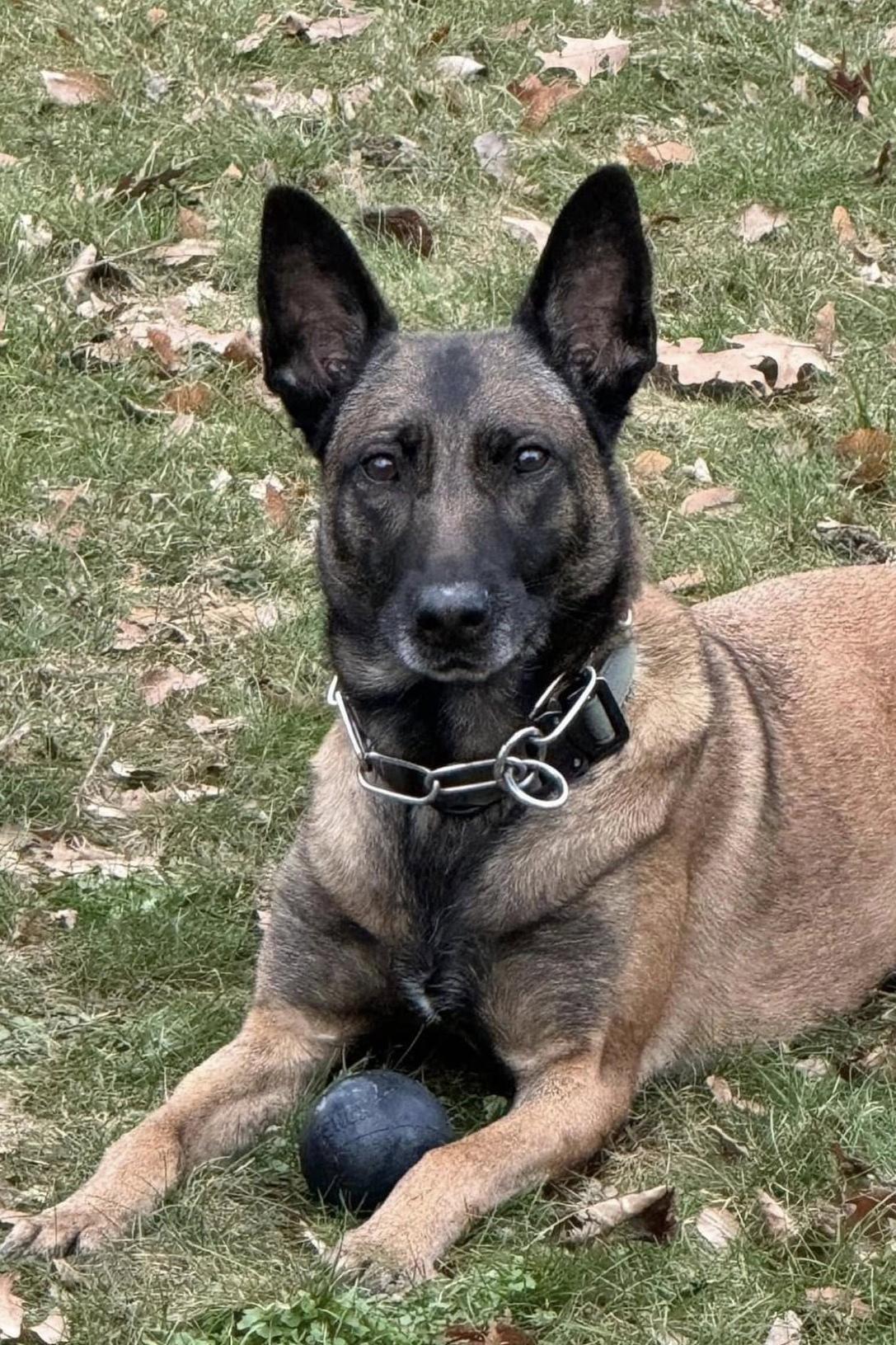 k9 pistol in the grass