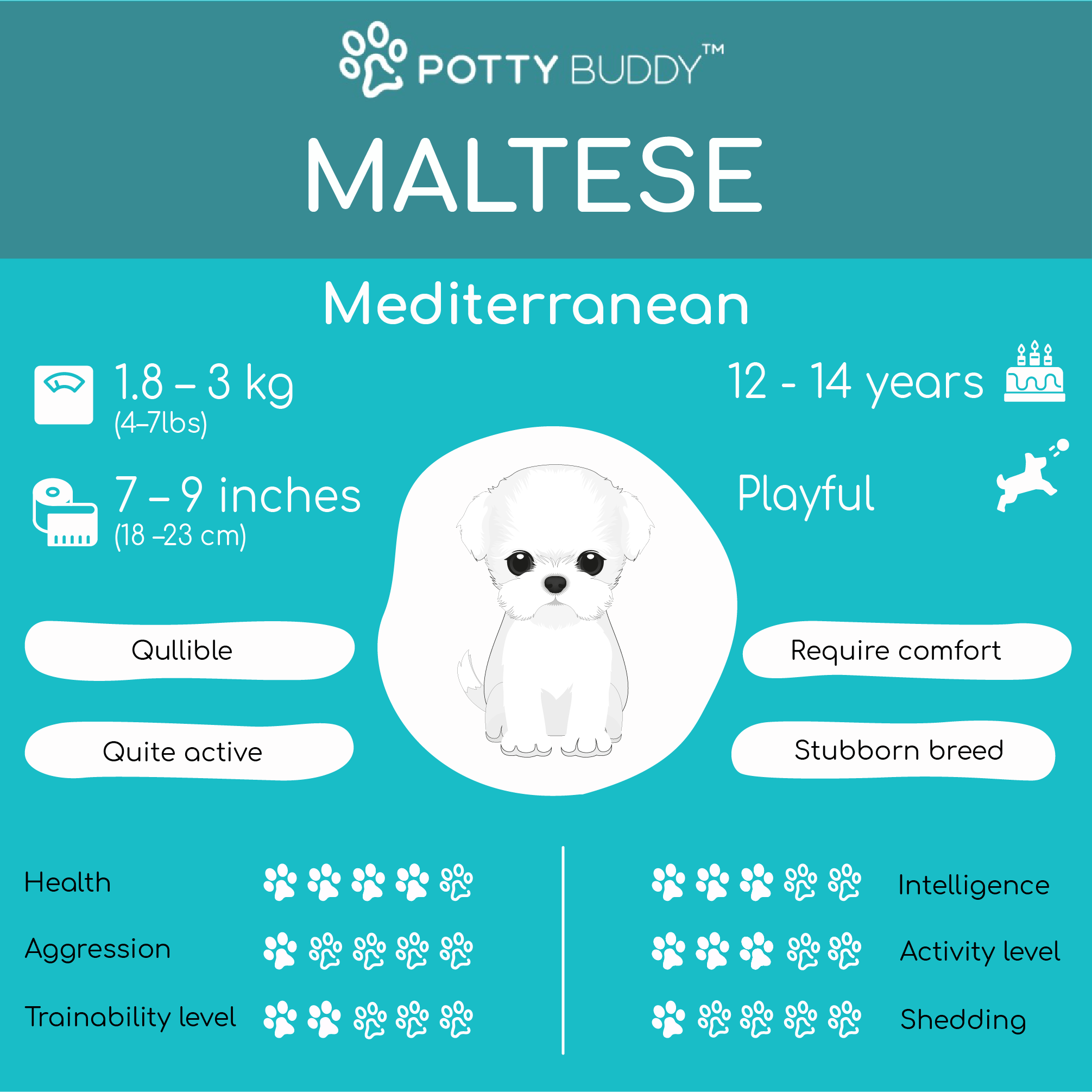 Maltese Dog Characteristics in one picture