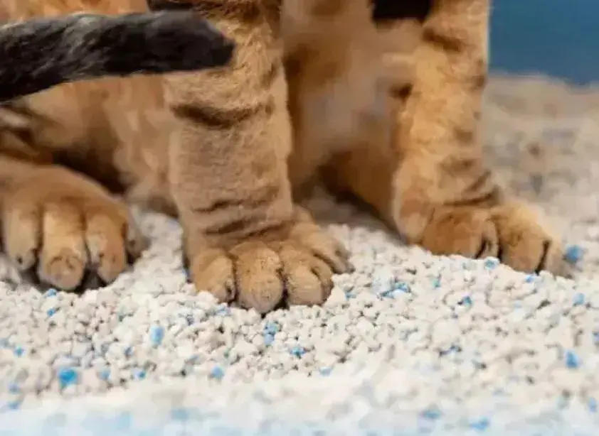 A cat sits on a pile of litter, highlighting the importance of understanding toxoplasmosis risks for pet owners.