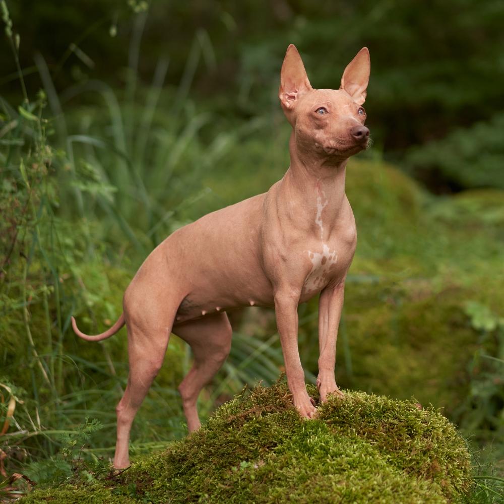 American Hairless Terrier dog