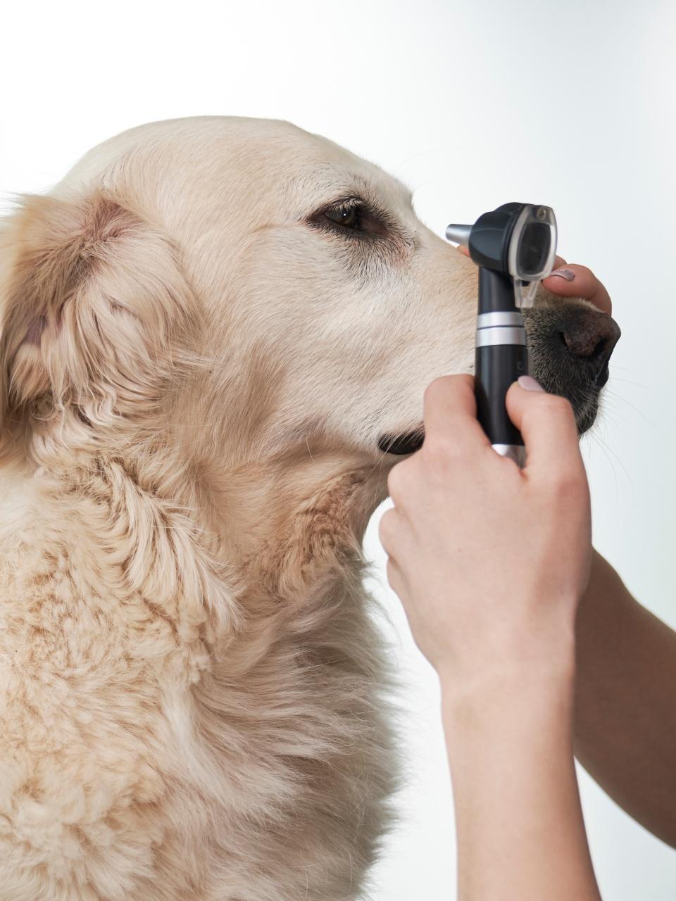 Blonde female vet examine the dog in the office