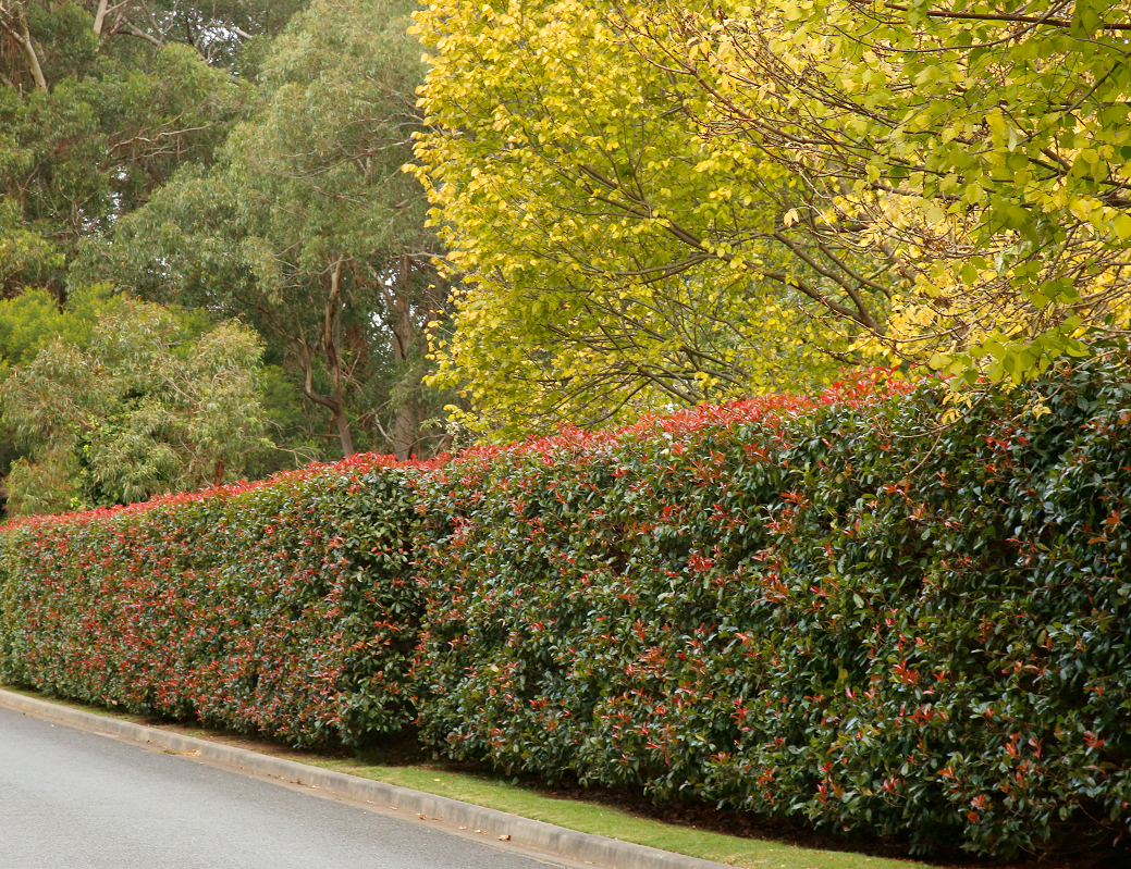 Top 20 Hedges for Privacy in Australia — Aussie Gardener