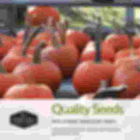 Quality non-hybrid heirloom pumpkin seeds