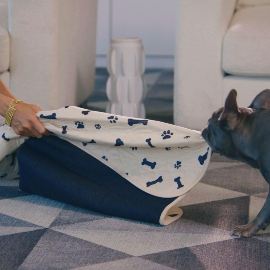 My Dog Pees Next to the Pee Pad Instead of On the Pad! What To Do