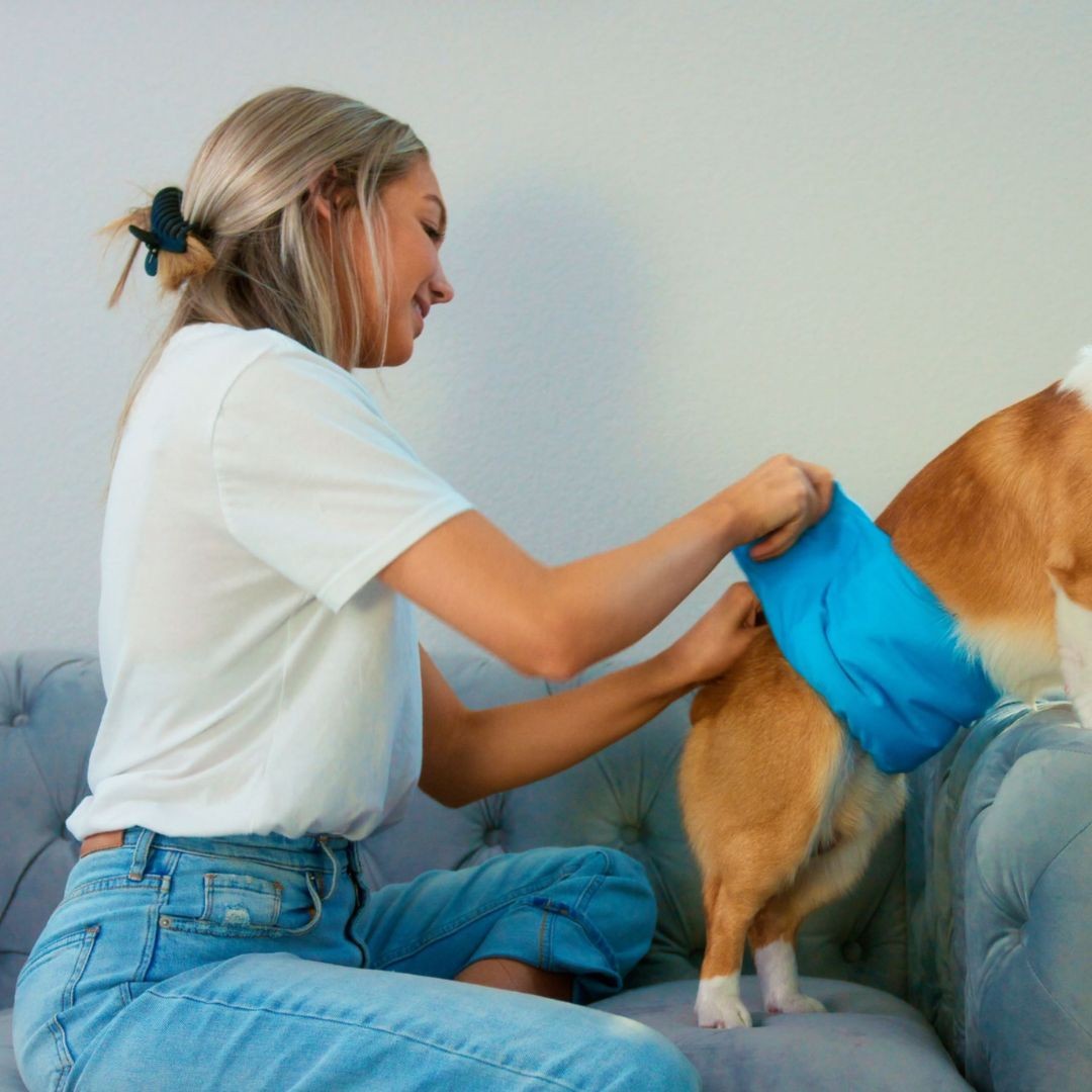 Woman fitting dog belly band diaper