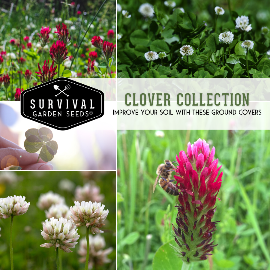 Clover Seed Collection