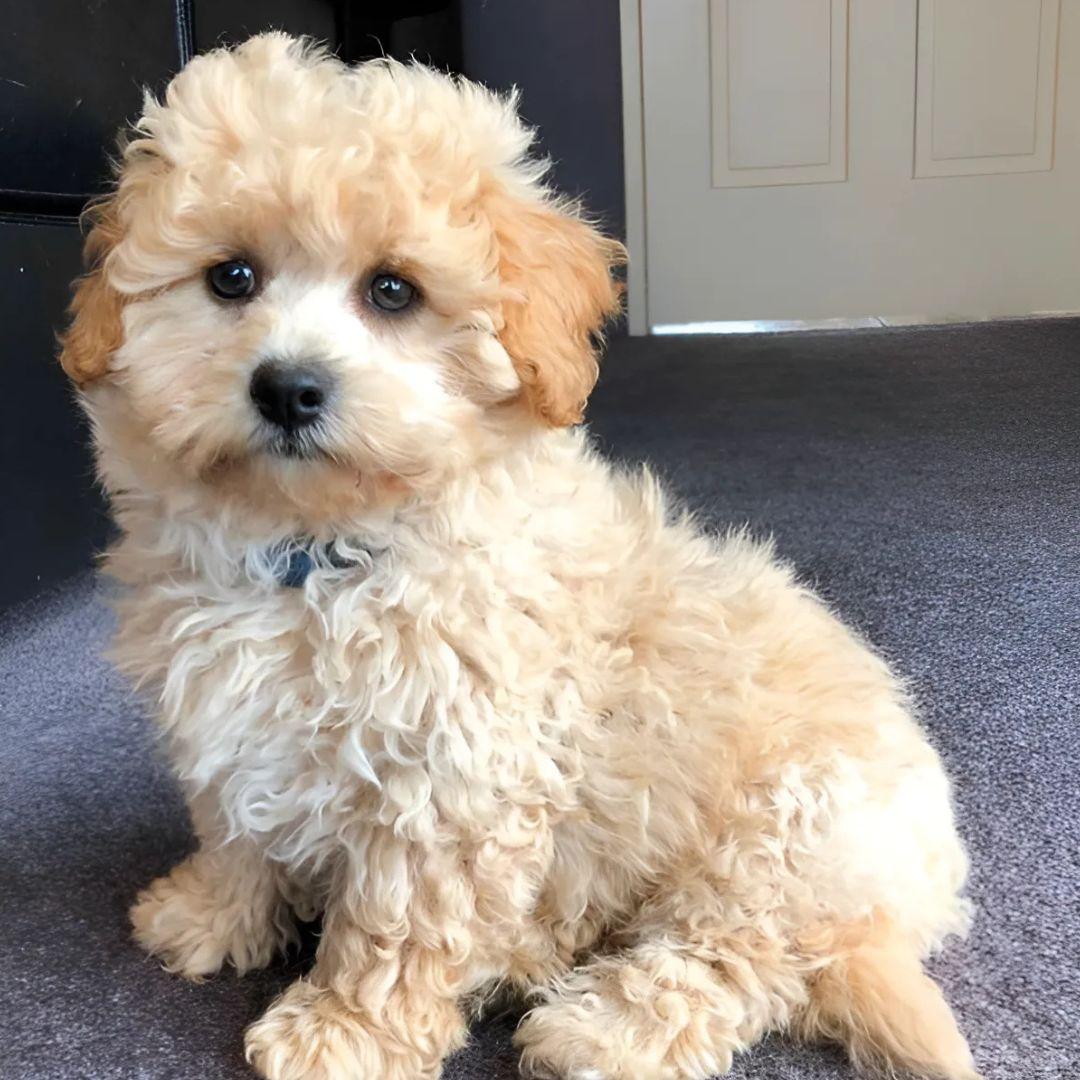 Poochon Dog