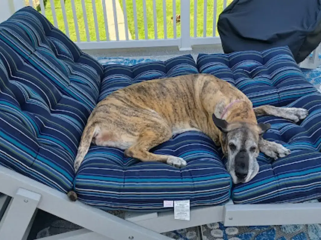 outdoor day bed