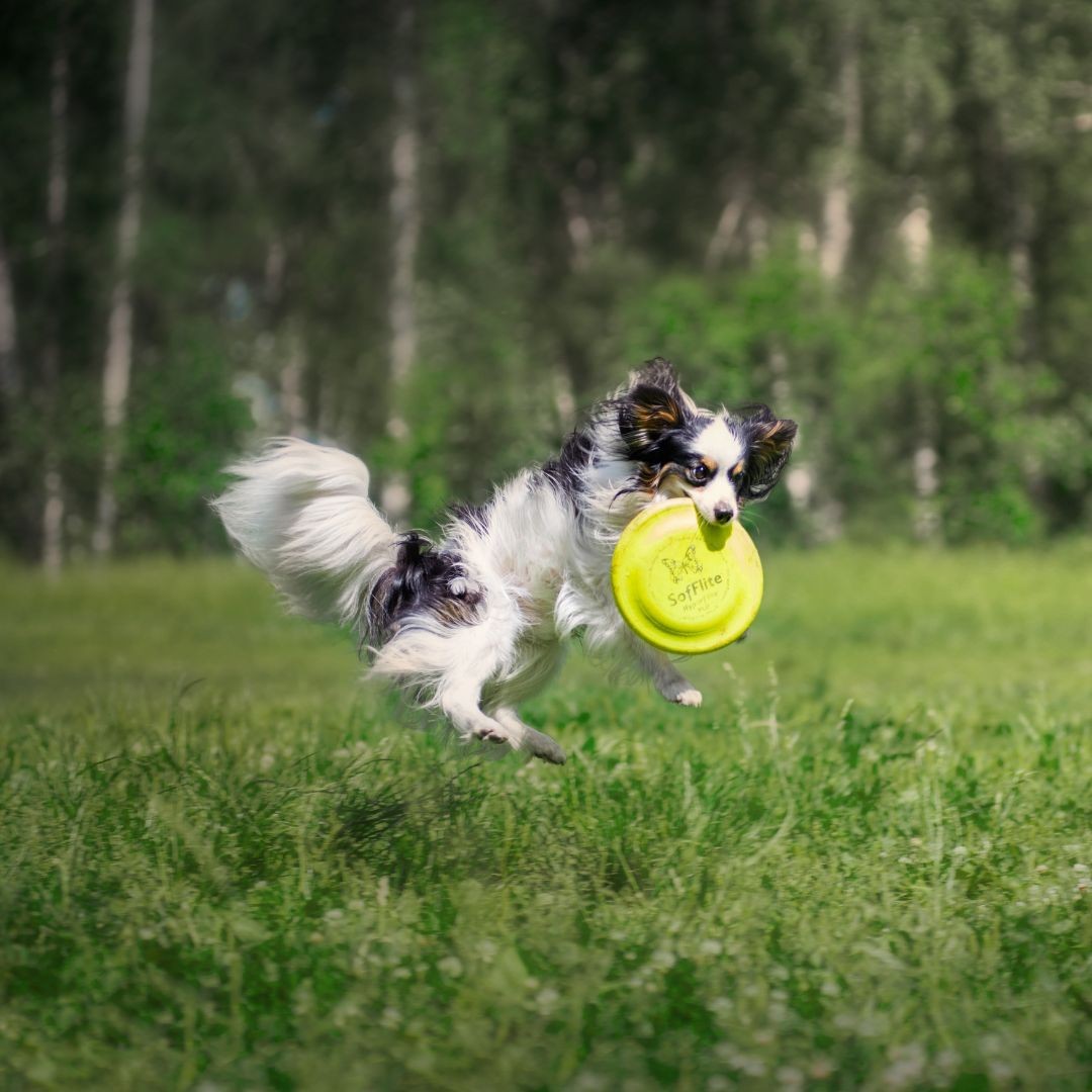 Papillon catching frisbee