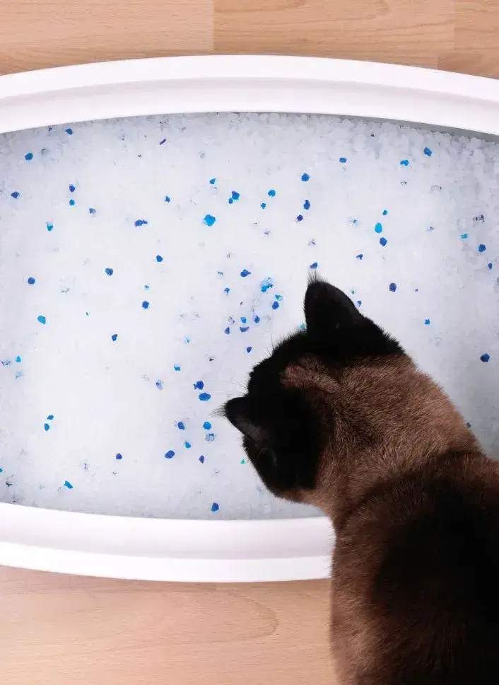 a cat looking into a cat litter box