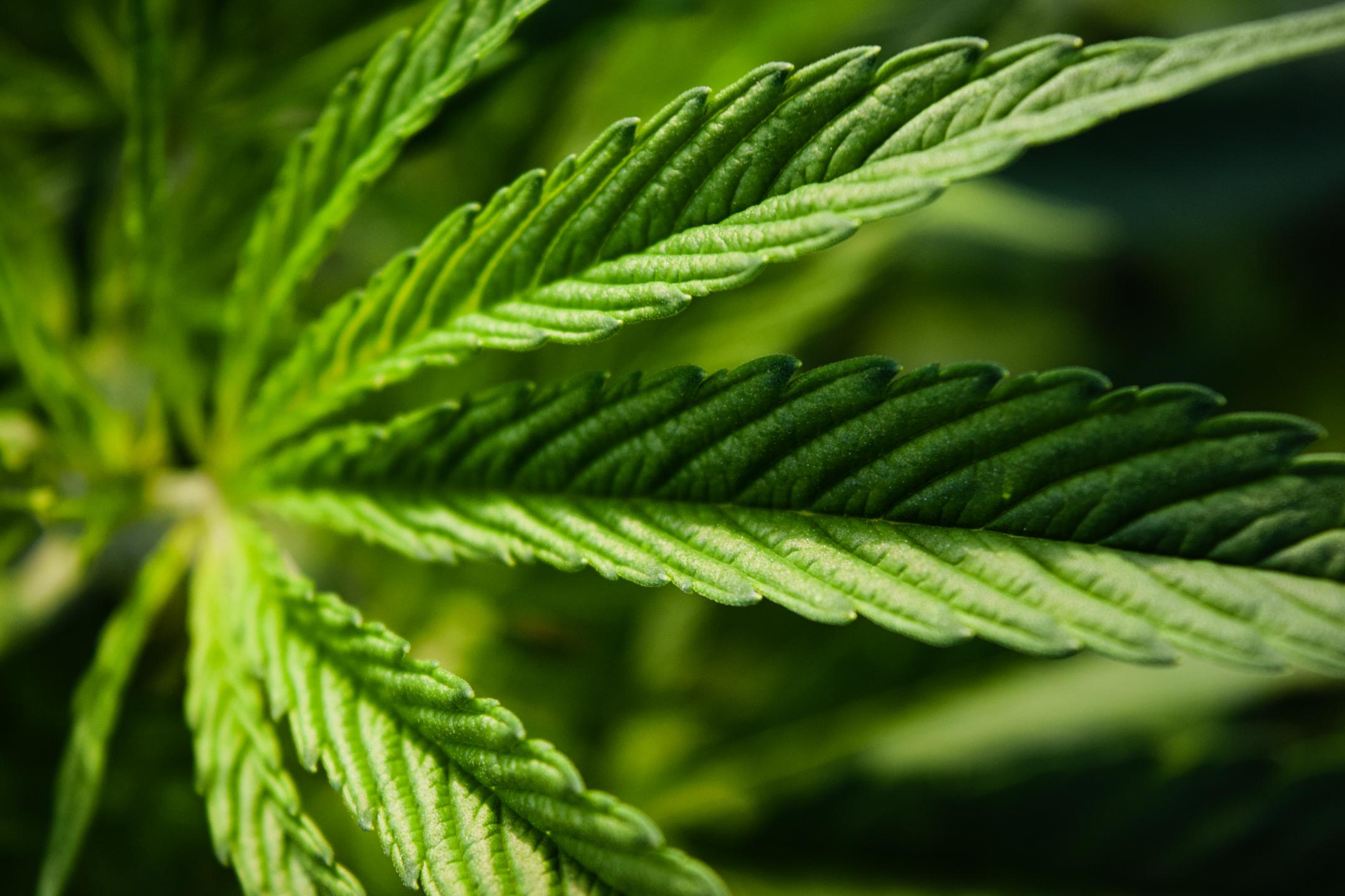 Rocket Domes Hemp Leaf