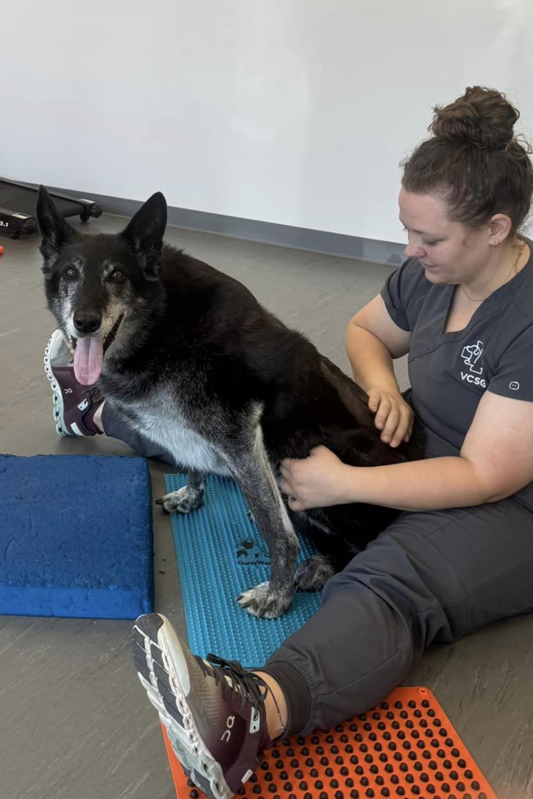 k9 yoube in physical therapy