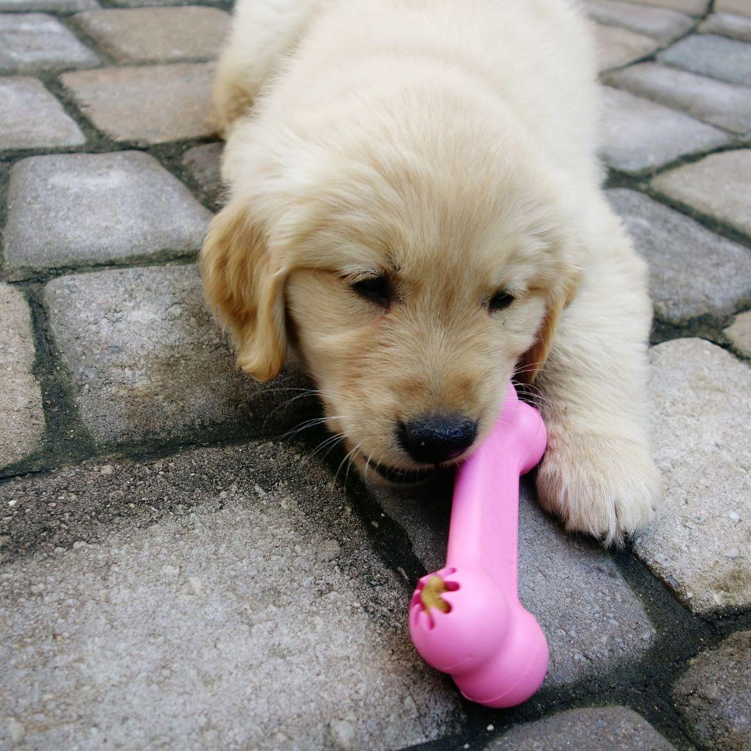 Labrador puppy with chew toy