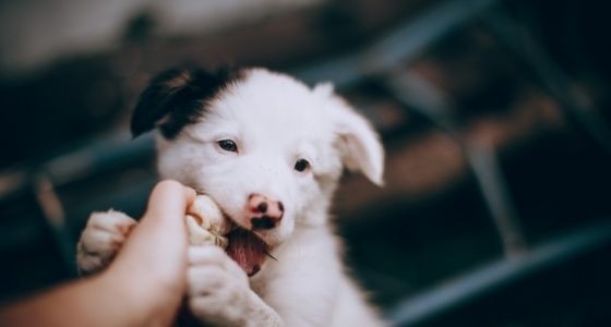 A black and white puppy holding onto a human hand