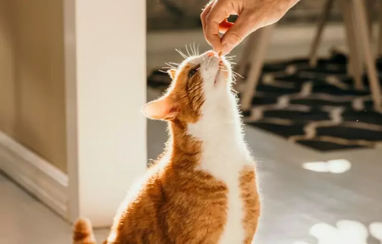 cat training