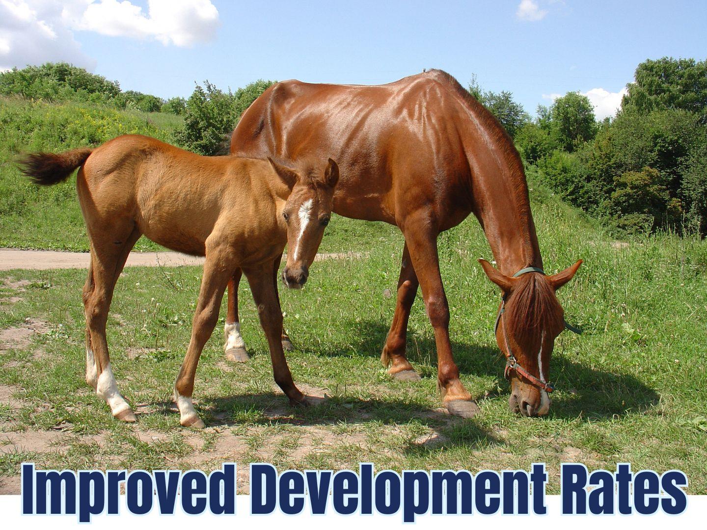 Selvita Equine Development Rates