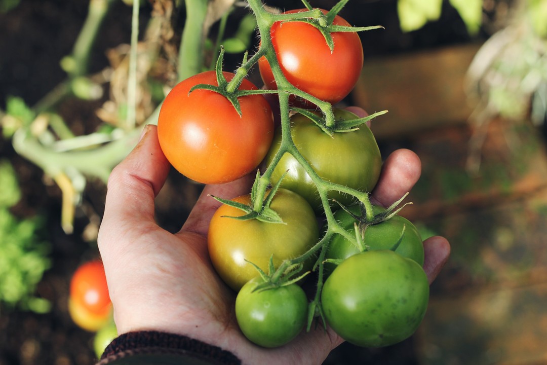 Teraganix effective microorganism em-1 microbial inoculant tomatoes gardening