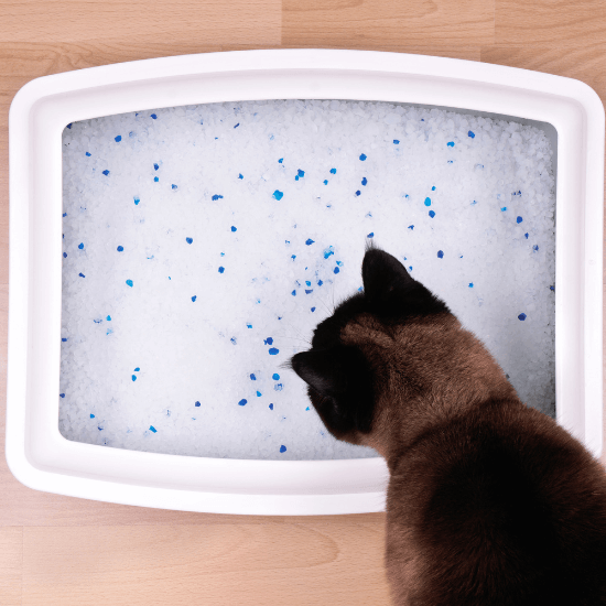 Best litter box outlet to keep dogs out