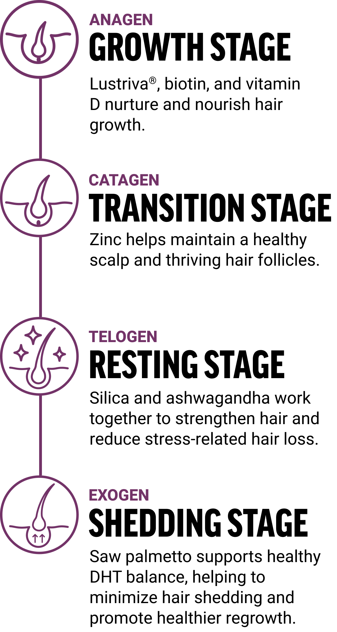 Displays the hair growth cycle. Starting at anagen growth state, lustriva, biotin, and vitamin D nurture and nourish hair growth. At the catagen transition stage, zinc helps maintain a healthy scalp and thriving hair follicles. At the telogen resting stage, slice and ashwagandha work together to strengthen hair and reduce stress-related hair loss. The last stage Exogenous shedding stage, saw palmetto supports healthy DHT balance, helping to minimize hair shedding and promote healthier regrowth