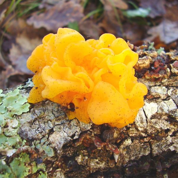 Rocket Domes Tremella