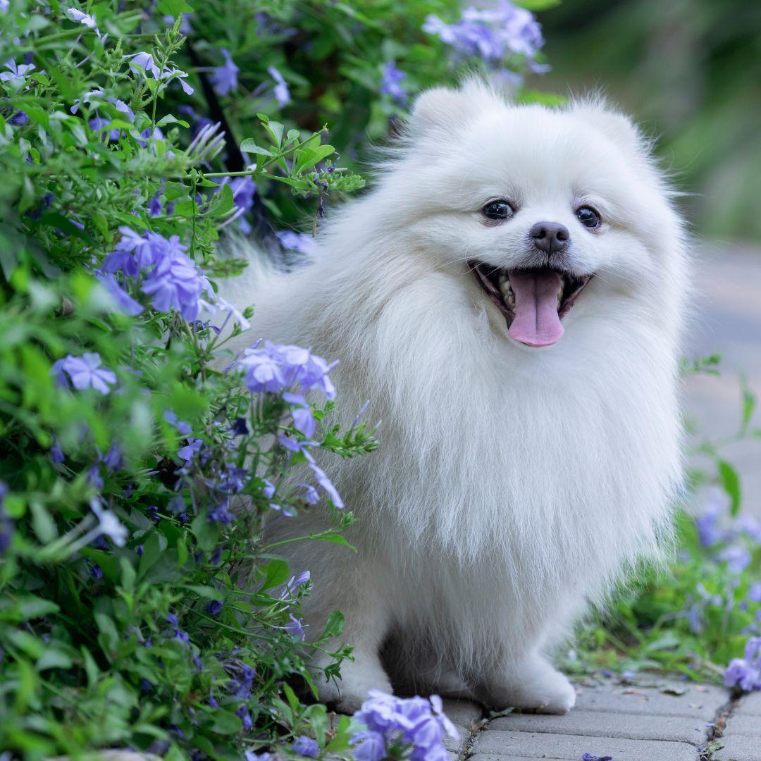 A white Japanese Spitz dog standing among in grass field