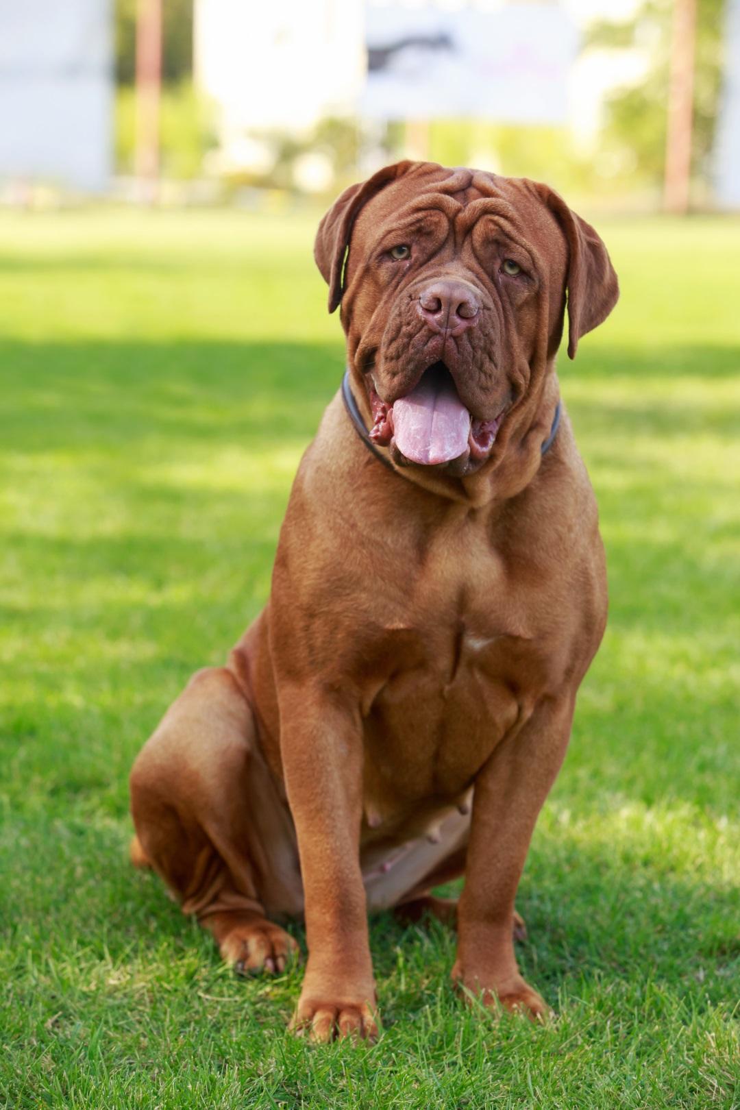 Dogue de Bordeaux