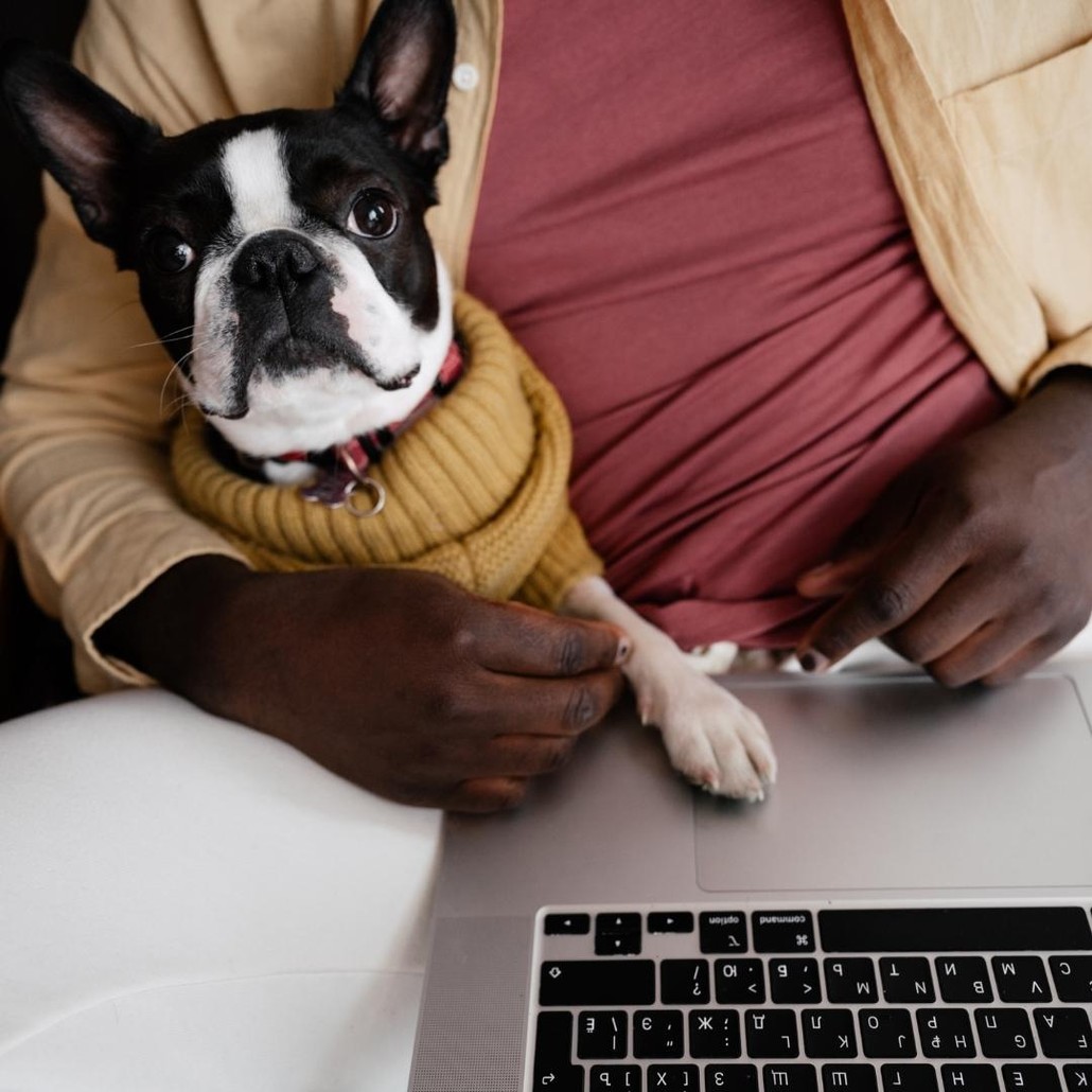 Dog held by a person near a laptop