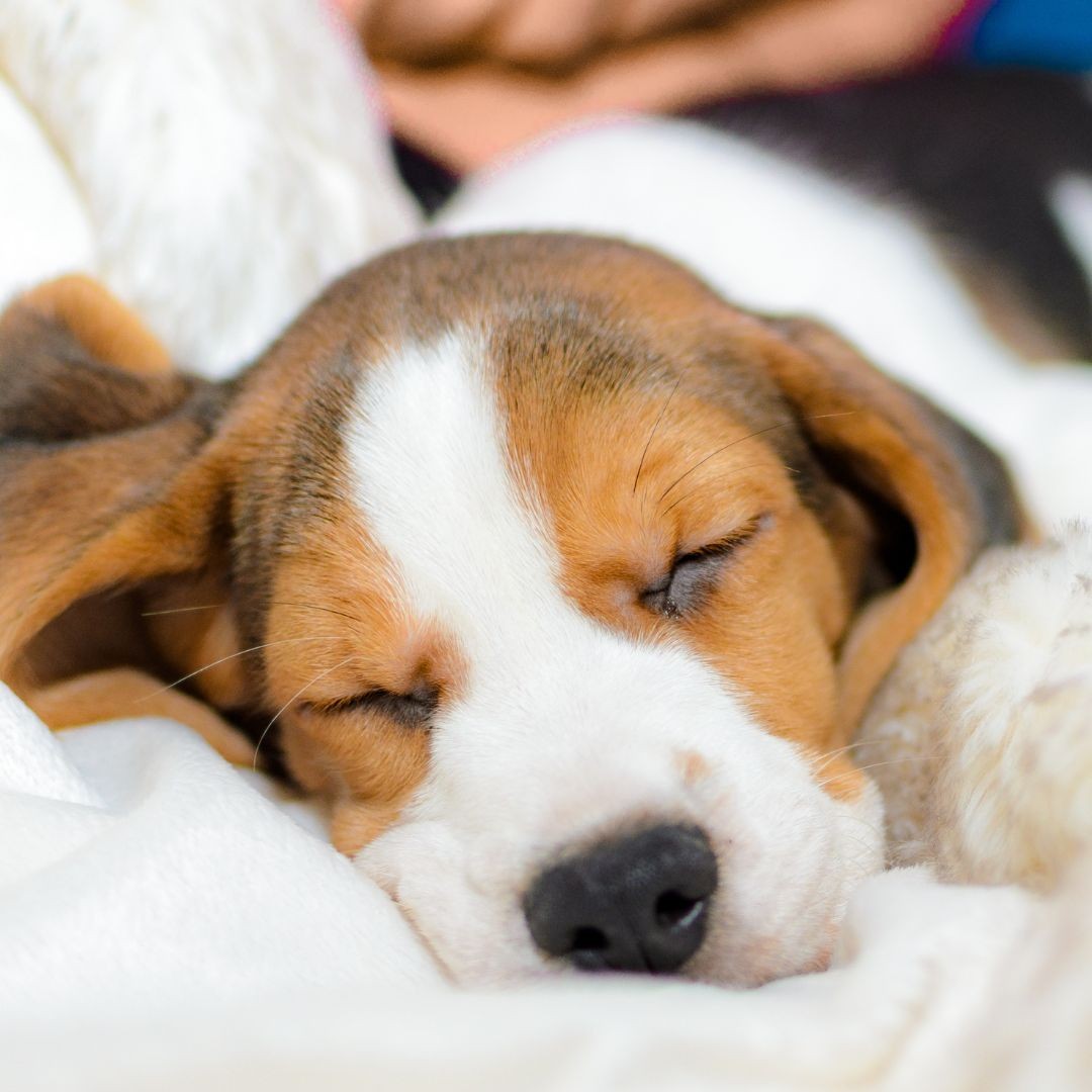 Sleeping beagle puppy