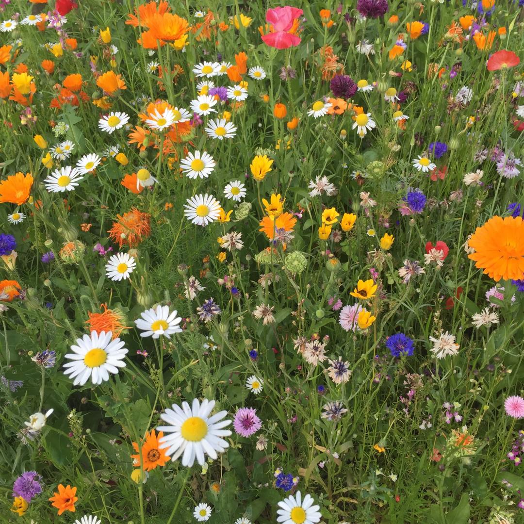 One free pack of bee saving seeds (99p postage)