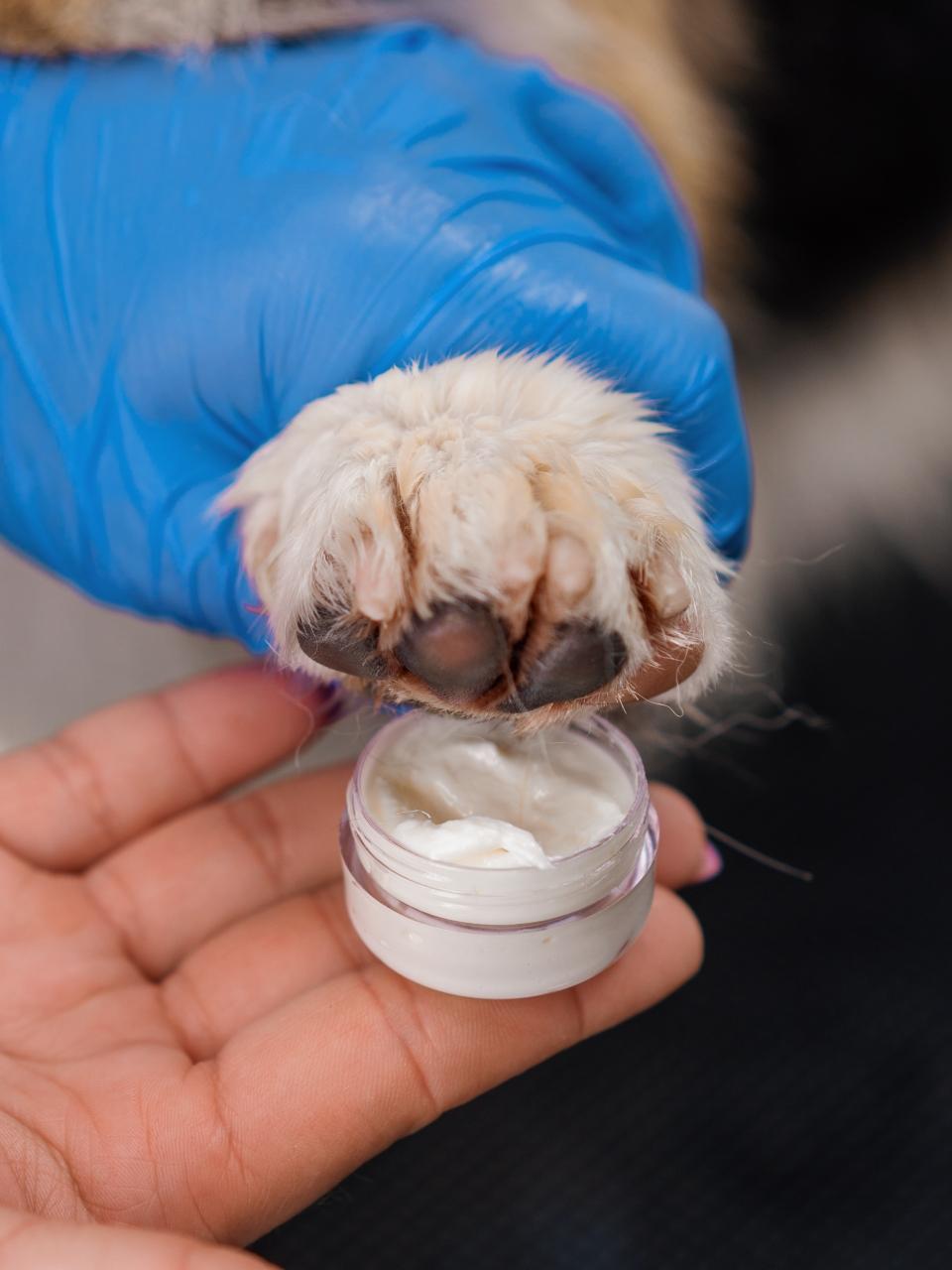 close-up of a dog's paw being creamed by a groomer or veterinarian in a salon clinic pet care
