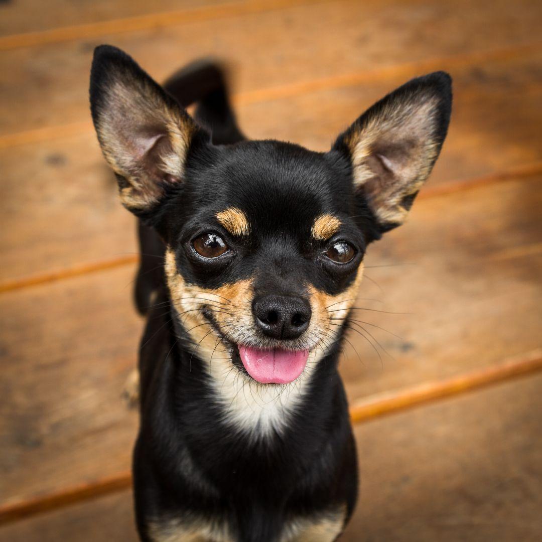 Black and tan Chihuahua