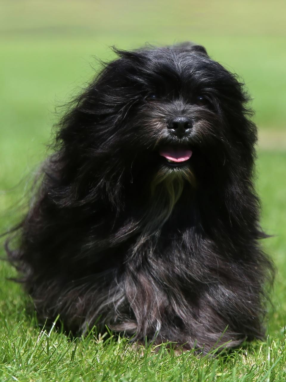 Lhasa Apso Dog