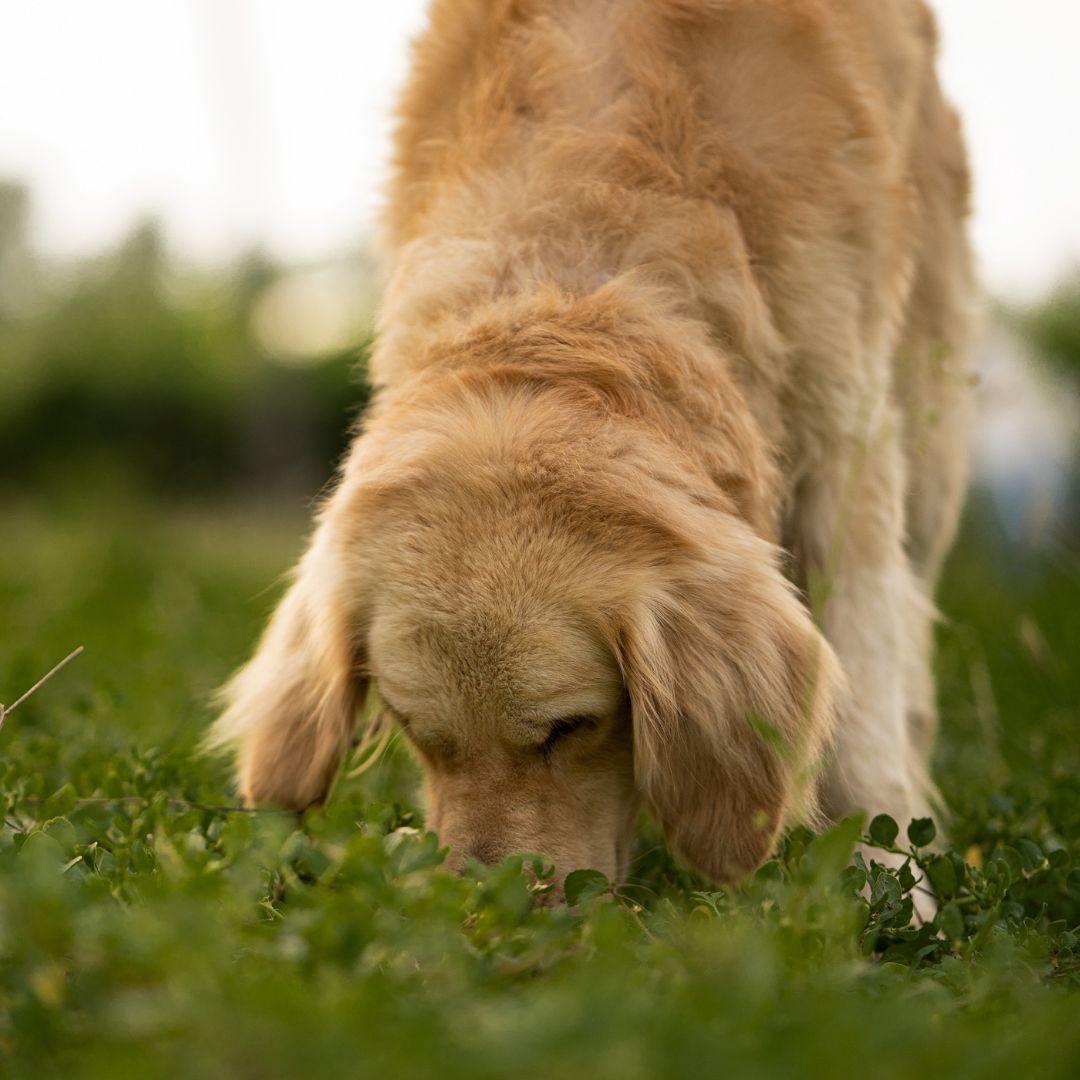 A Golden Retriever Sniffing on a Grass