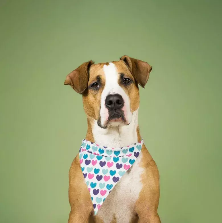 dog bandana
