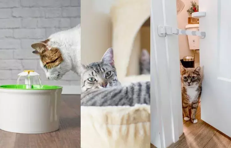 cat products that will change your life