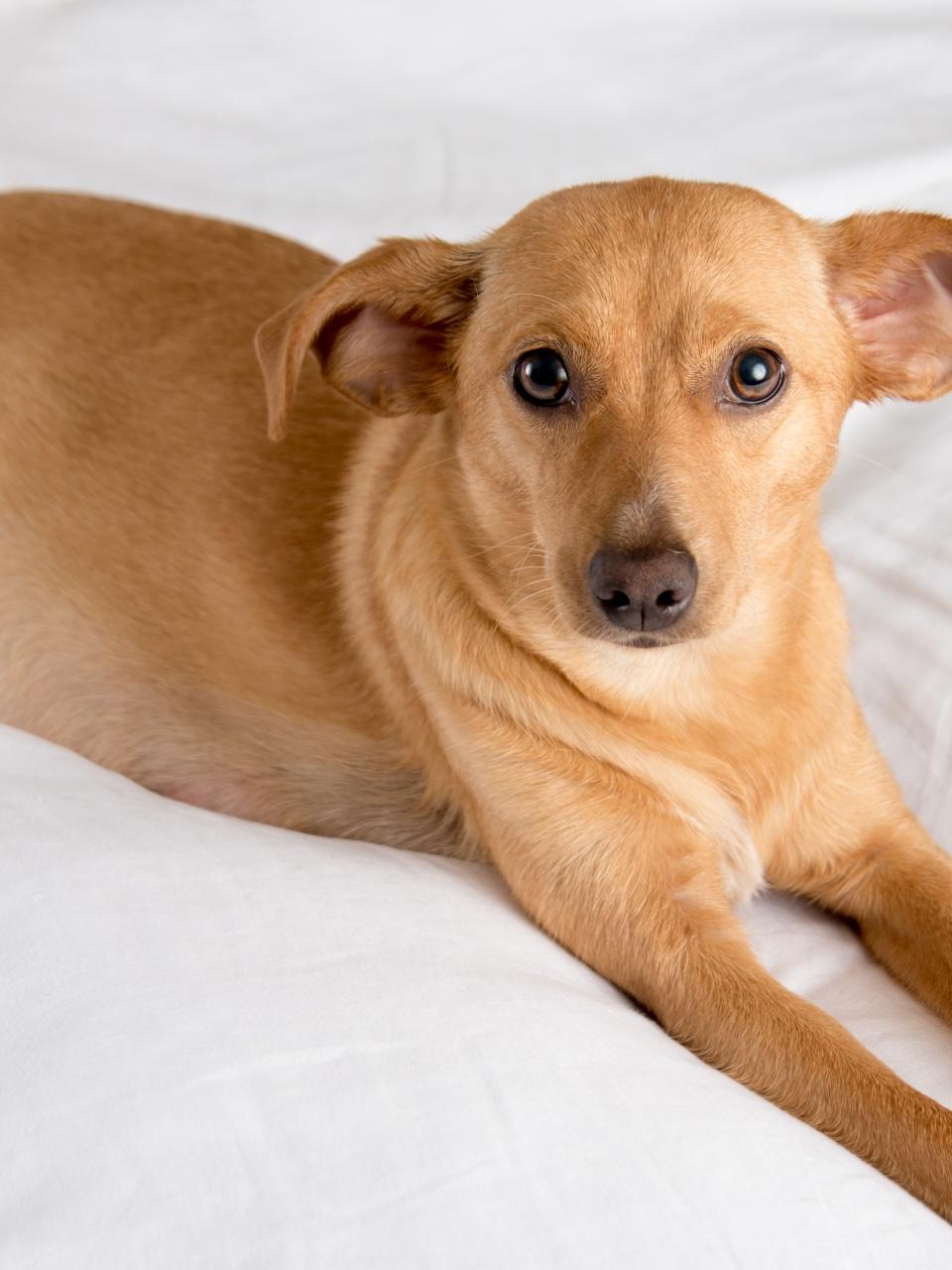 A tan dog rests on white bedding, looking directly at the camera with wide, gentle eyes and a calm expression.