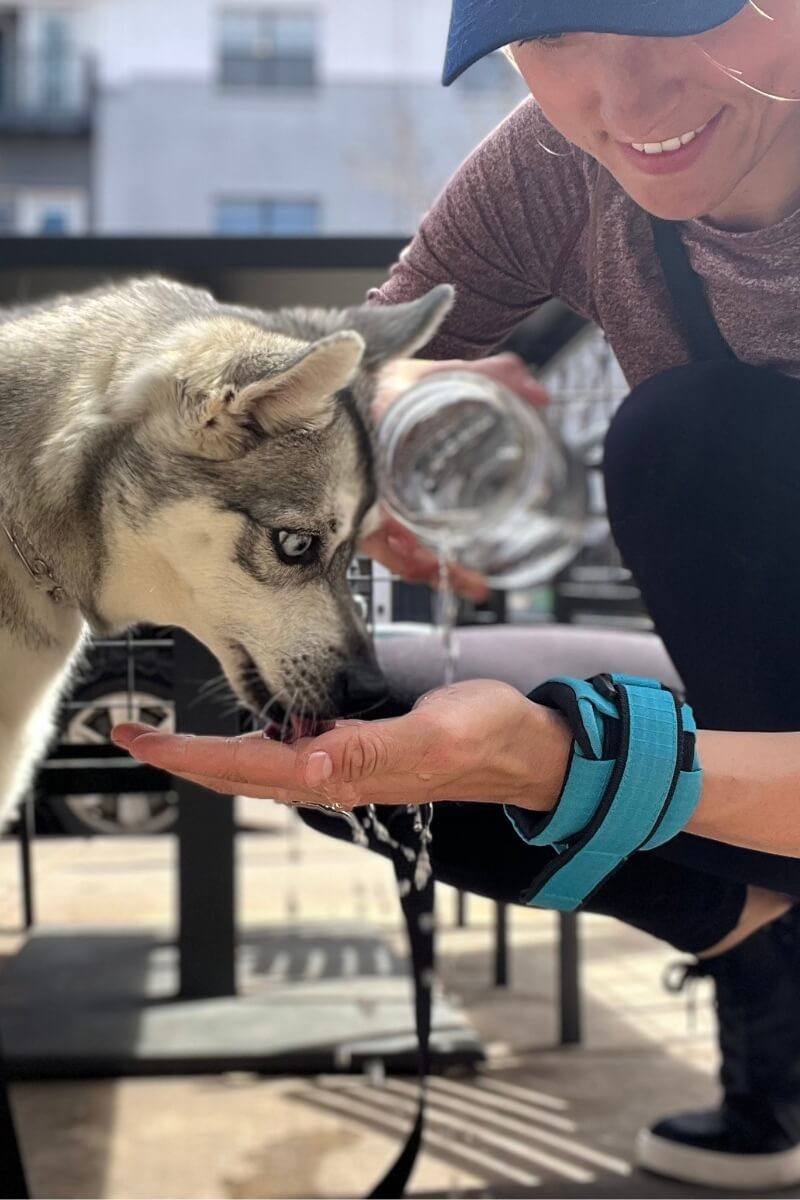 an alaskan klee kai drinking from his owner who is wearing gooby's handsfree wristband surfer leash