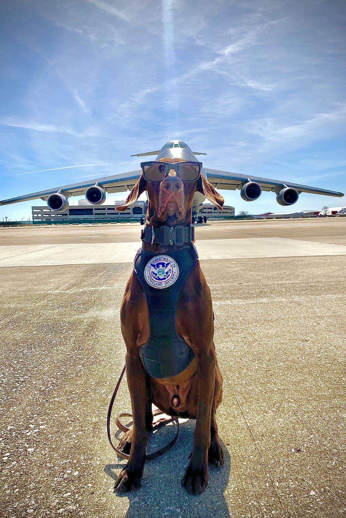 k9 ari on the runway