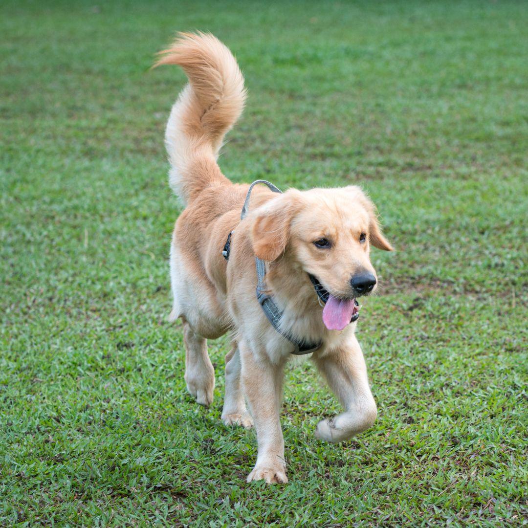 Golden Retriever dog walking on the field