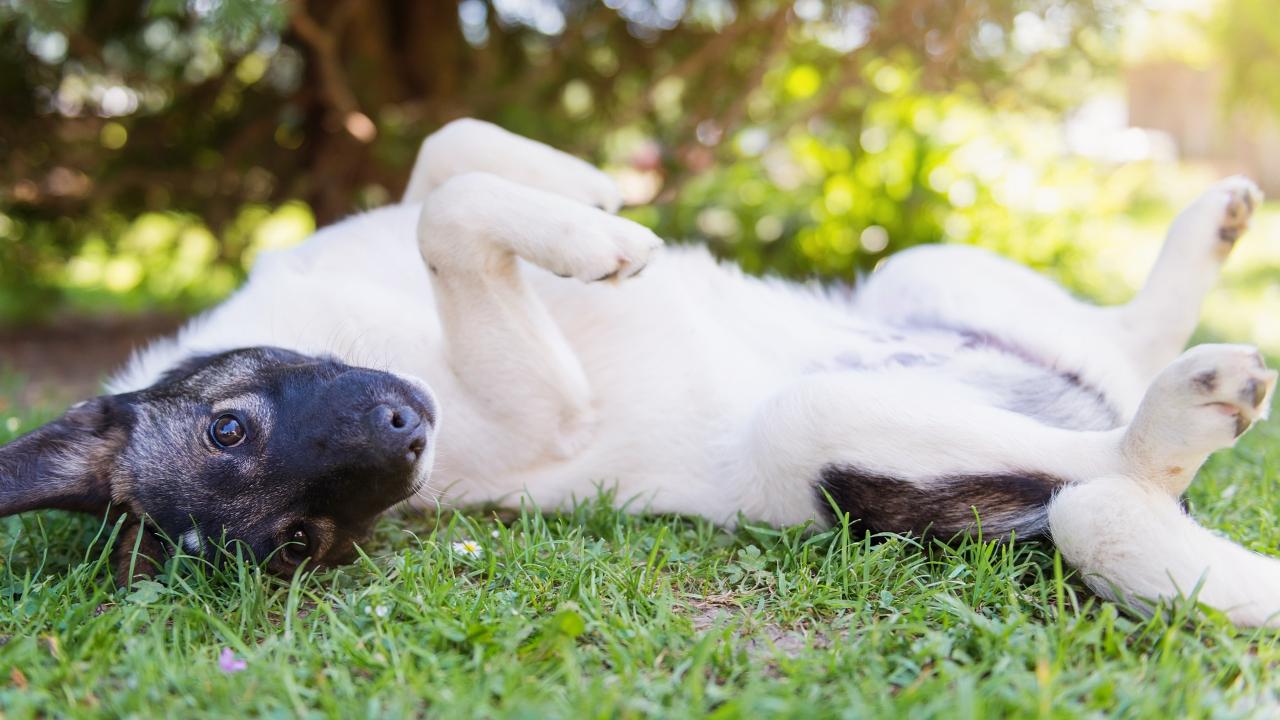 Happy dog lying on back in grass with extending paw
