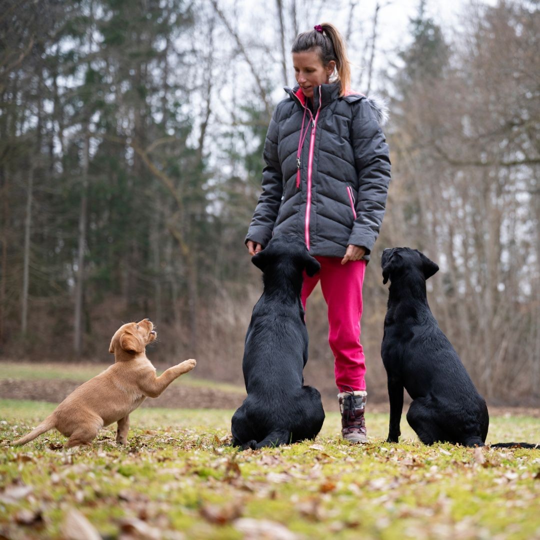 Woman training dogs to sit