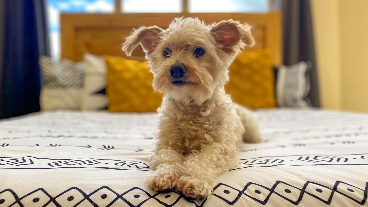 Cute golden dog laying on a bed