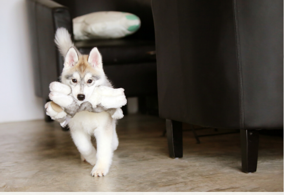 DOG RUNNING INTO LIVING ROOM CARRYING NEW TOY 