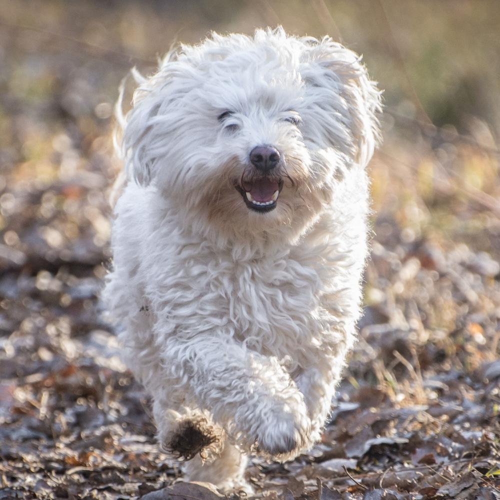 A cute funny white Bolognese dog running outdoors during a daytime