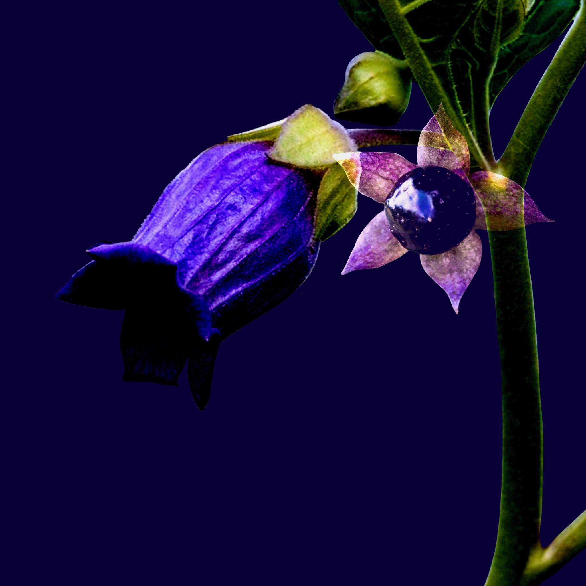 Belladonna Flower